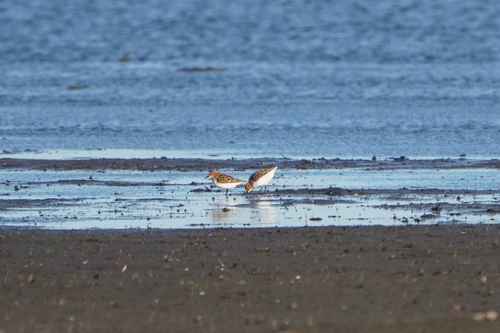 iNaturalist image