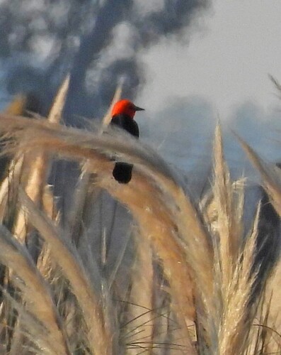 Scarlet-headed Blackbird (Amblyramphus holosericeus), photo 7
