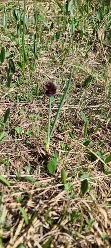 Allium atrosanguineum, photograph 6