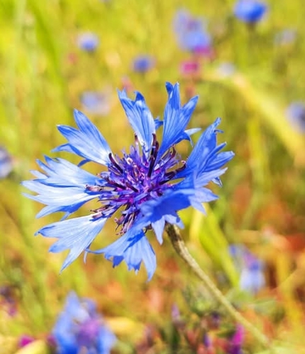 Cornflower