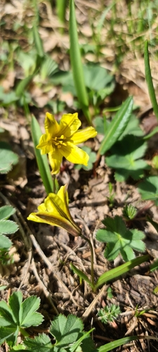 Tulipa heterophylla