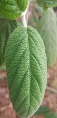 Viburnum rhytidophyllum