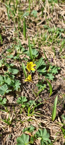 Tulipa heterophylla, photograph 2