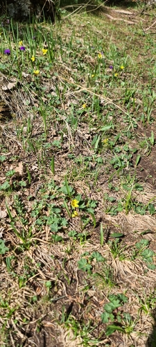 Tulipa heterophylla, photograph 3