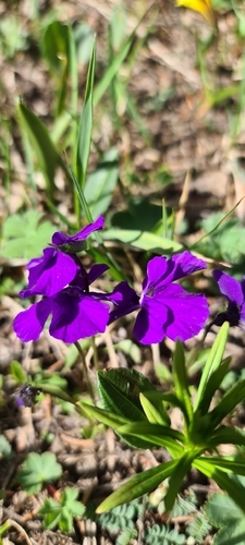 Viola altaica