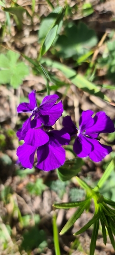 Viola altaica, photograph 2