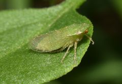 Xerophloea