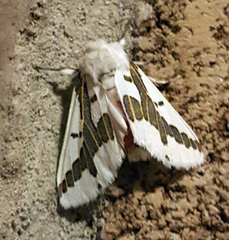 Euerythra phasma