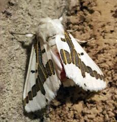 Euerythra phasma