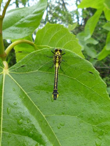 klinovka obyčajná (Gomphus vulgatissimus)