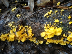 Fungi