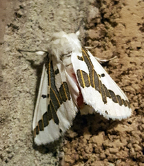 Euerythra phasma
