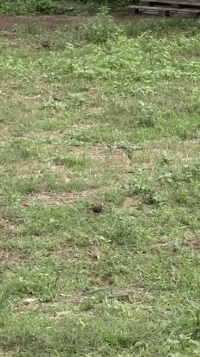 Ruddy Ground Dove