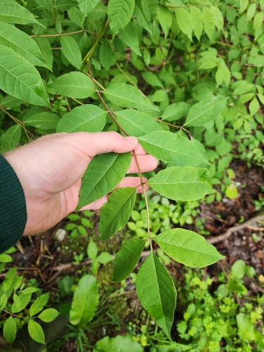Amur Corktree