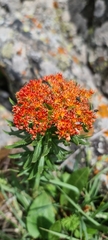 b166er, CC BY, iNaturalist via GBIF Rhodiola kirilowii, photograph b166er, CC BY, iNaturalist via GBIF