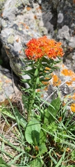b166er, CC BY, iNaturalist via GBIF Rhodiola kirilowii, photograph b166er, CC BY, iNaturalist via GBIF