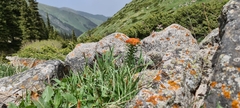 b166er, CC BY, iNaturalist via GBIF Rhodiola kirilowii, photograph b166er, CC BY, iNaturalist via GBIF