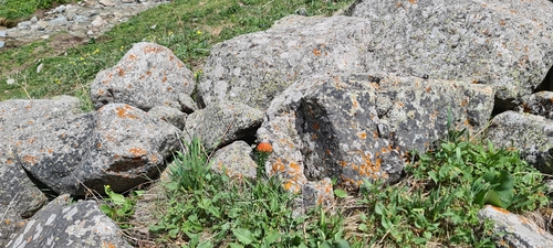 Rhodiola kirilowii, photograph 5