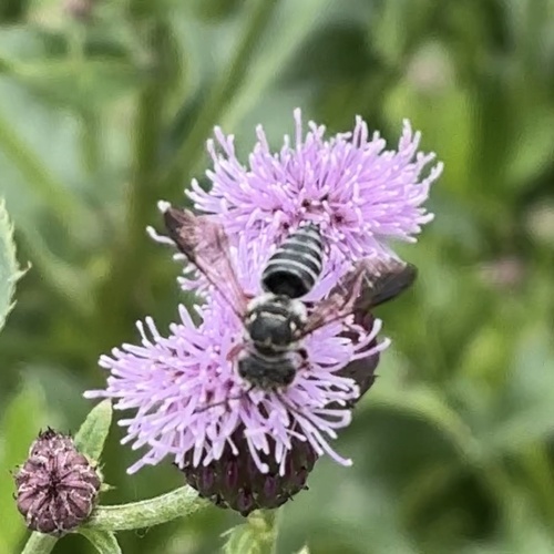 Bescheidene Spitzschwanzbiene