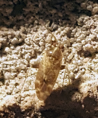 Hamatophylus guttulosus