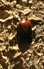Neocapsus cuneatus