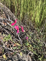 Lathyrus splendens