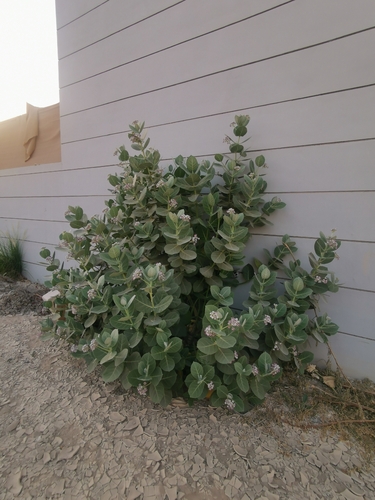 giant milkweed