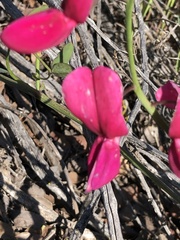 Lathyrus splendens