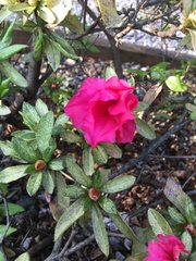 Rhododendron simsii