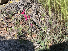 Lathyrus splendens