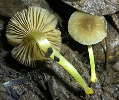 Pluteus romellii