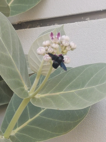 Xylocopa sulcatipes