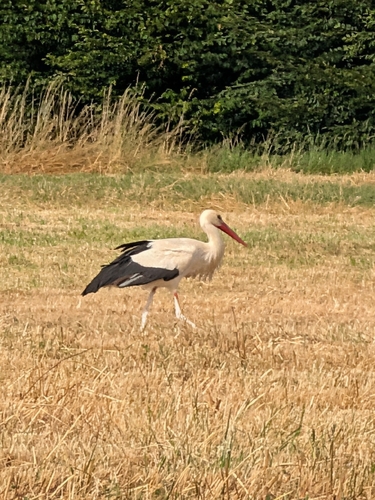 White Stork