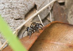 Saitis virgatus