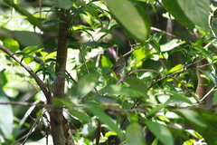 Orthotomus atrogularis