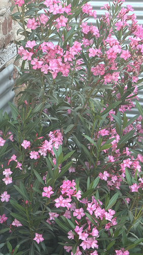 oleander