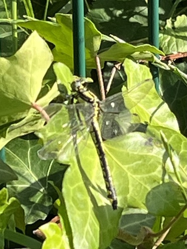 Common Clubtail