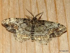 Hypagyrtis piniata