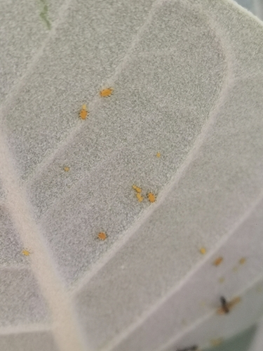 Oleander Aphid