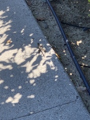 Sceloporus occidentalis