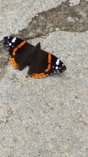 Red Admiral
