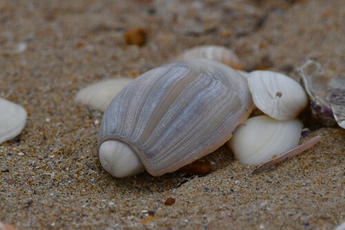 Olivancillaria auricularia observed 2026-05-31