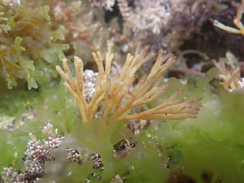 Scinaia furcellata observed 2026-05-30