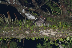 Ketupa zeylonensis