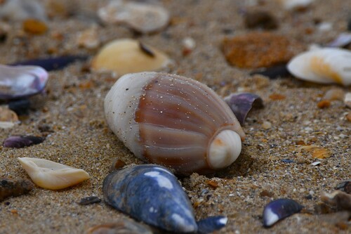Olivancillaria auricularia observed 2026-05-31