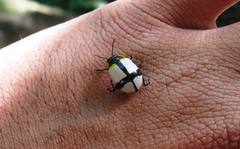 Deuterocampta achardi