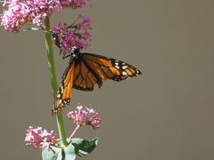 Danaus plexippus