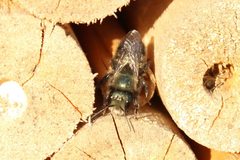 Osmia lignaria lignaria