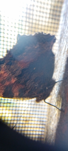 Large Tortoiseshell