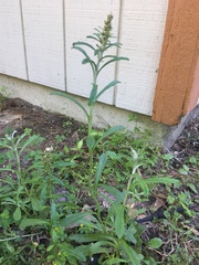 Gamochaeta antillana